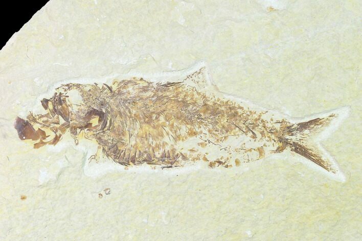 Bargain, Fossil Fish (Knightia) - Wyoming #148597